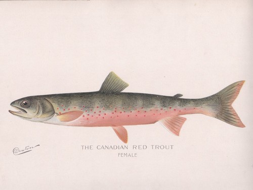 Original antique fish - original,