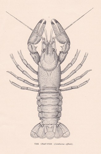 Original antique crustacean - original,