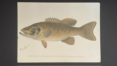 Sherman foote denton - sherman, original